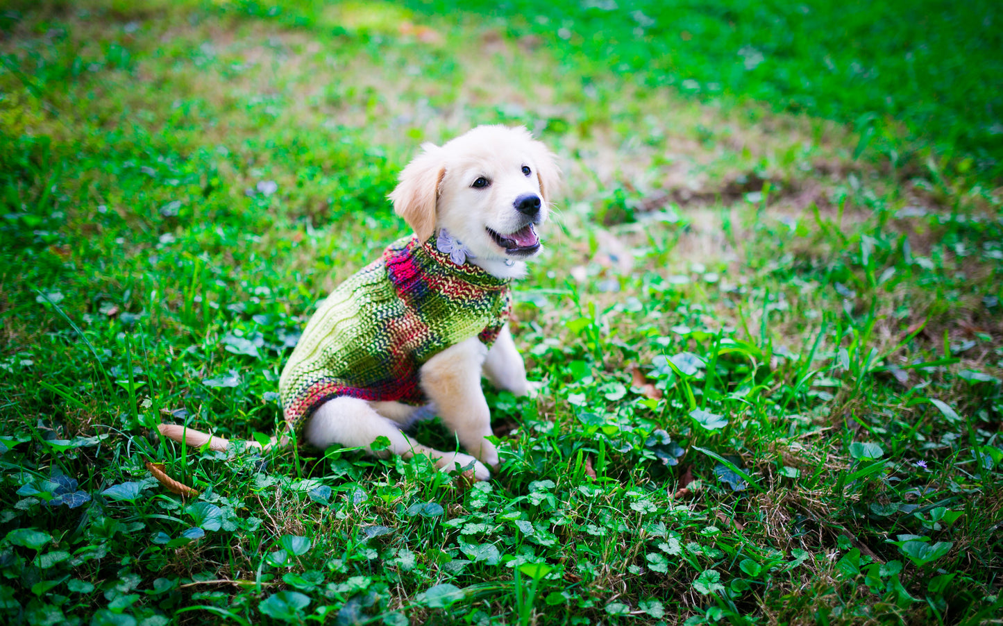 Cat & Dog Pet Sweaters in Zombie BBQ - LAST OF THIS COLORWAY!