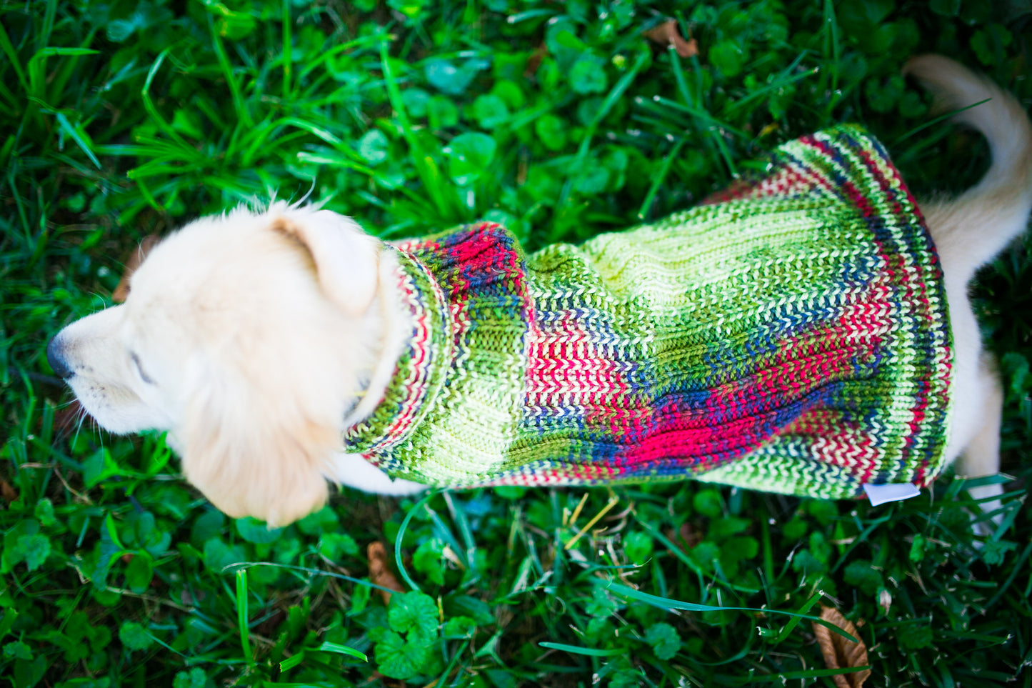 Cat & Dog Pet Sweaters in Zombie BBQ - LAST OF THIS COLORWAY!