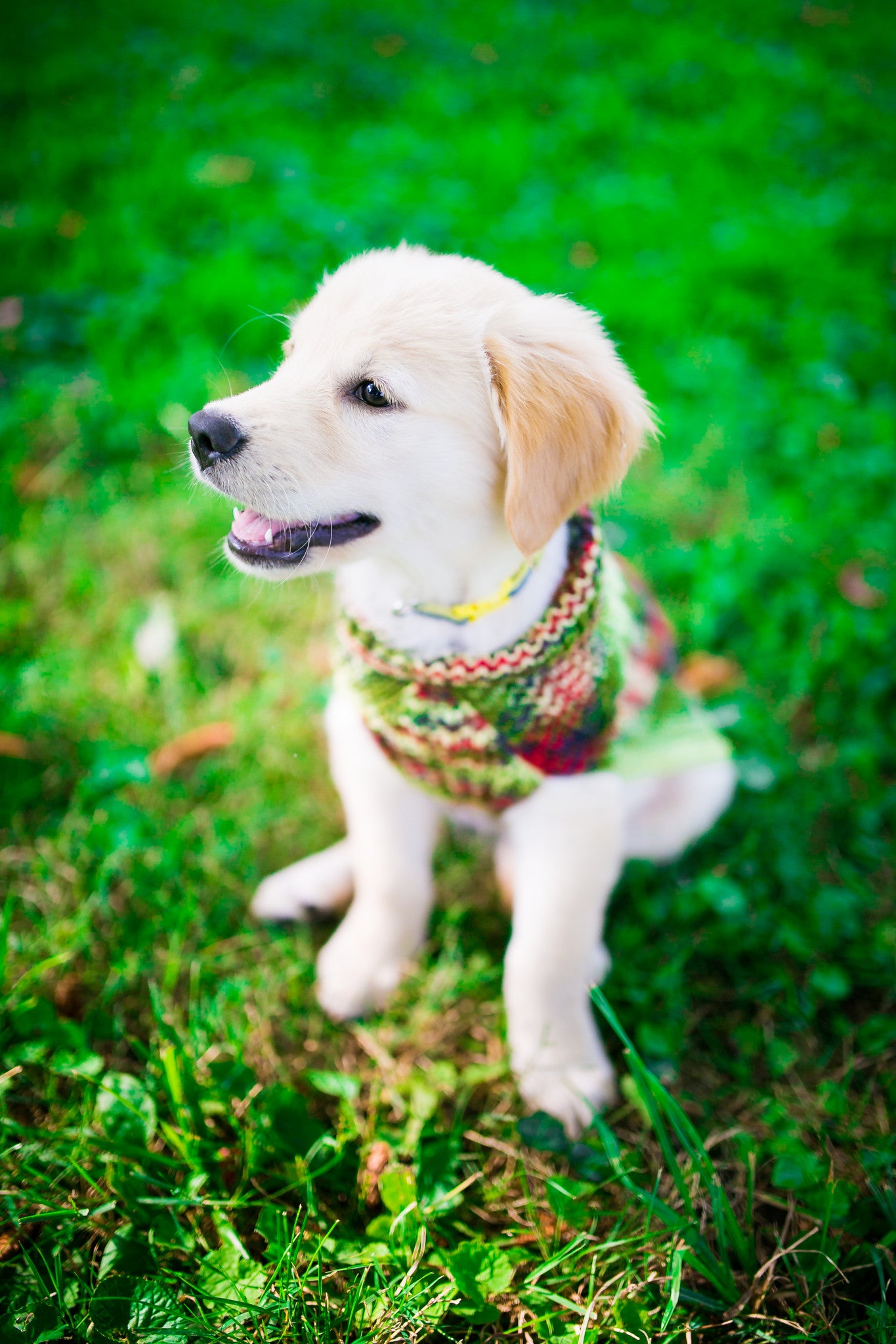 Cat & Dog Pet Sweaters in Zombie BBQ - LAST OF THIS COLORWAY!