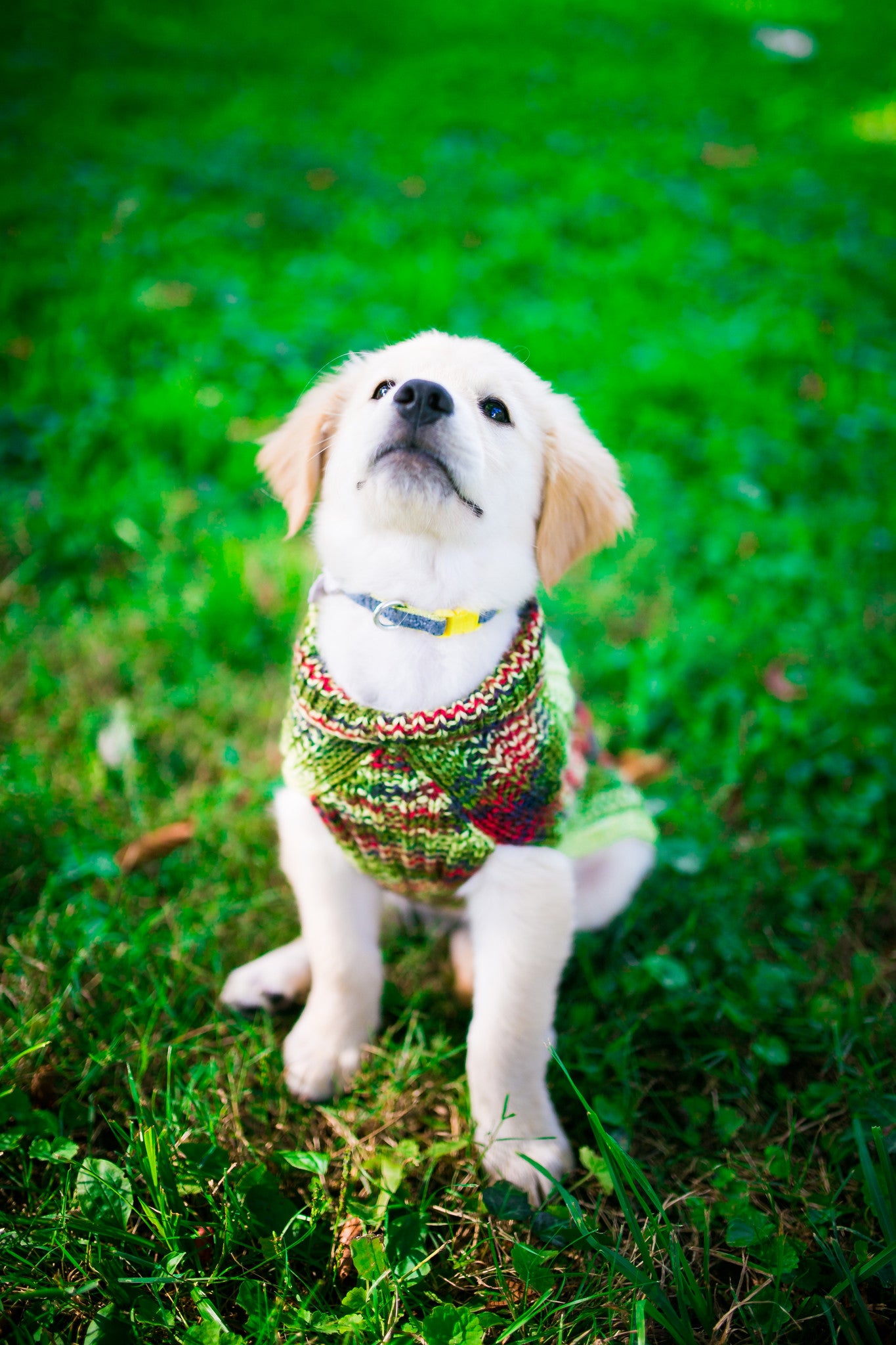 Cat & Dog Pet Sweaters in Zombie BBQ - LAST OF THIS COLORWAY!