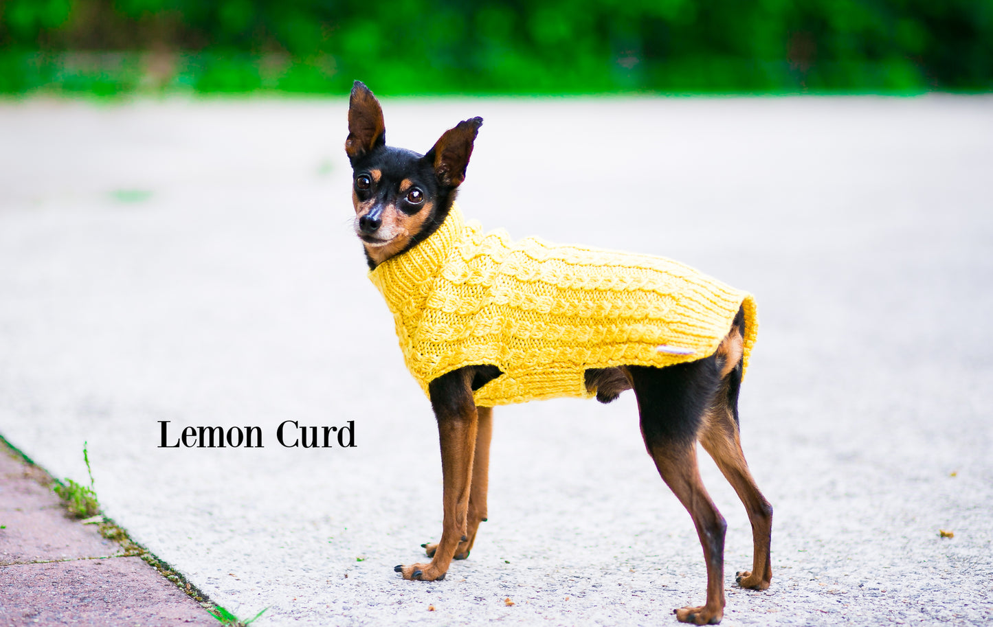 Cat & Dog Pet Sweaters Size Small READY TO SHIP