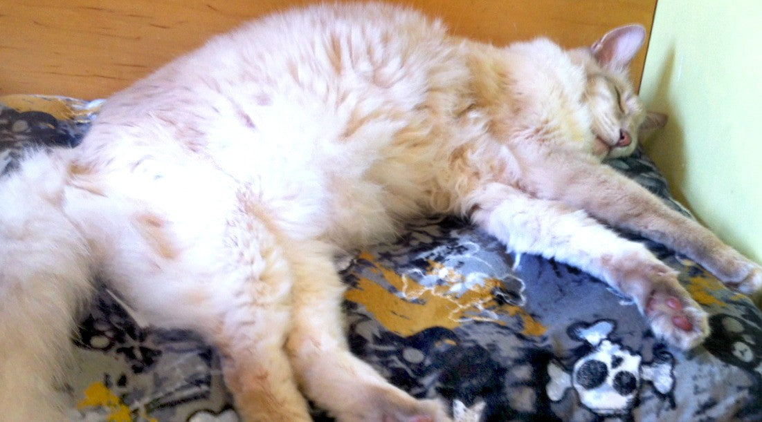 Paca Pet Pouf Pet Bed Flannel Brown Pajama Stripe Cover