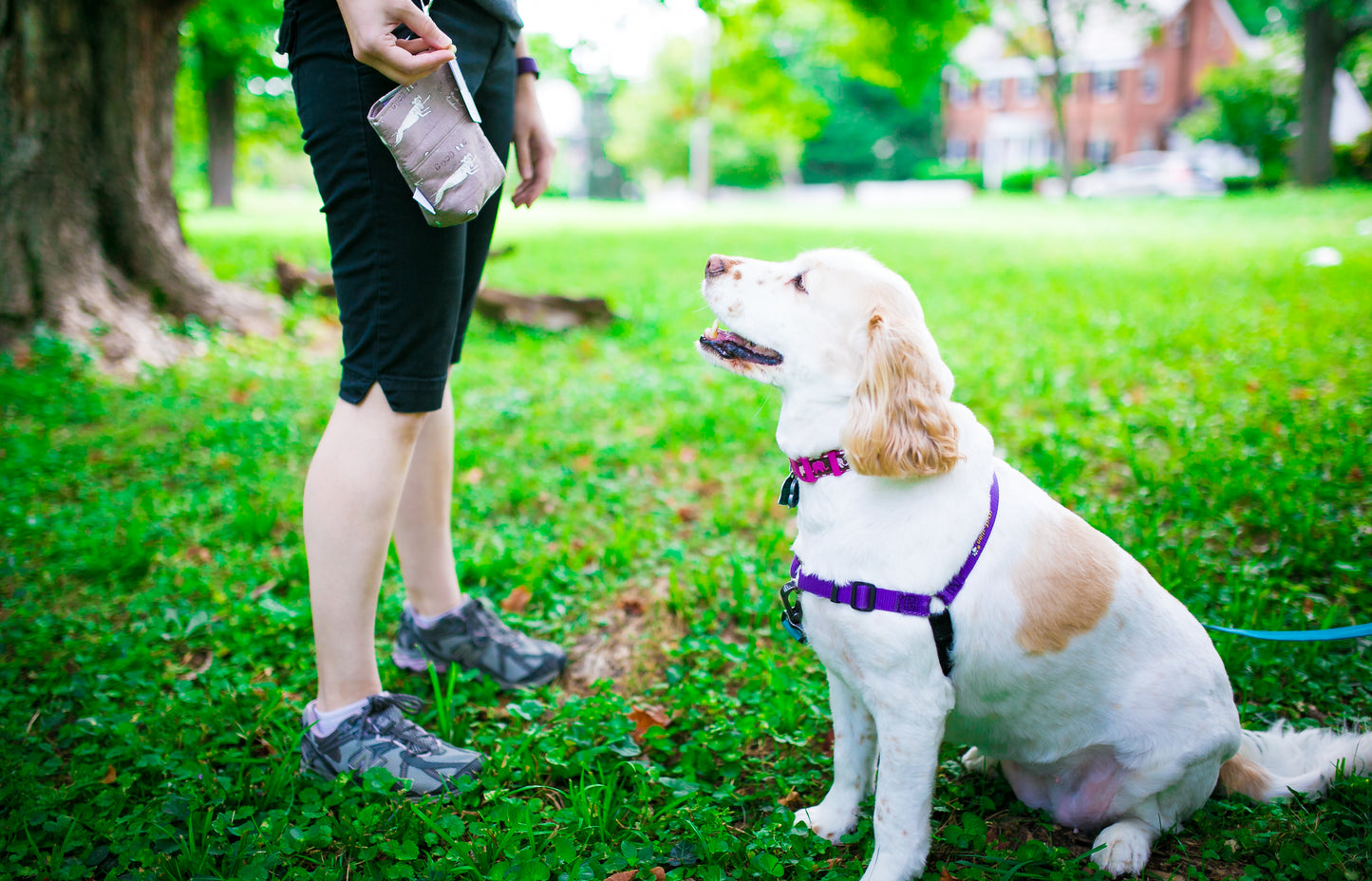 Fun Premium Treat and Pickup Bags Carry Pouch Food Safe Waterproof Lining Choice of Clasps Unleashed Gray Dogs