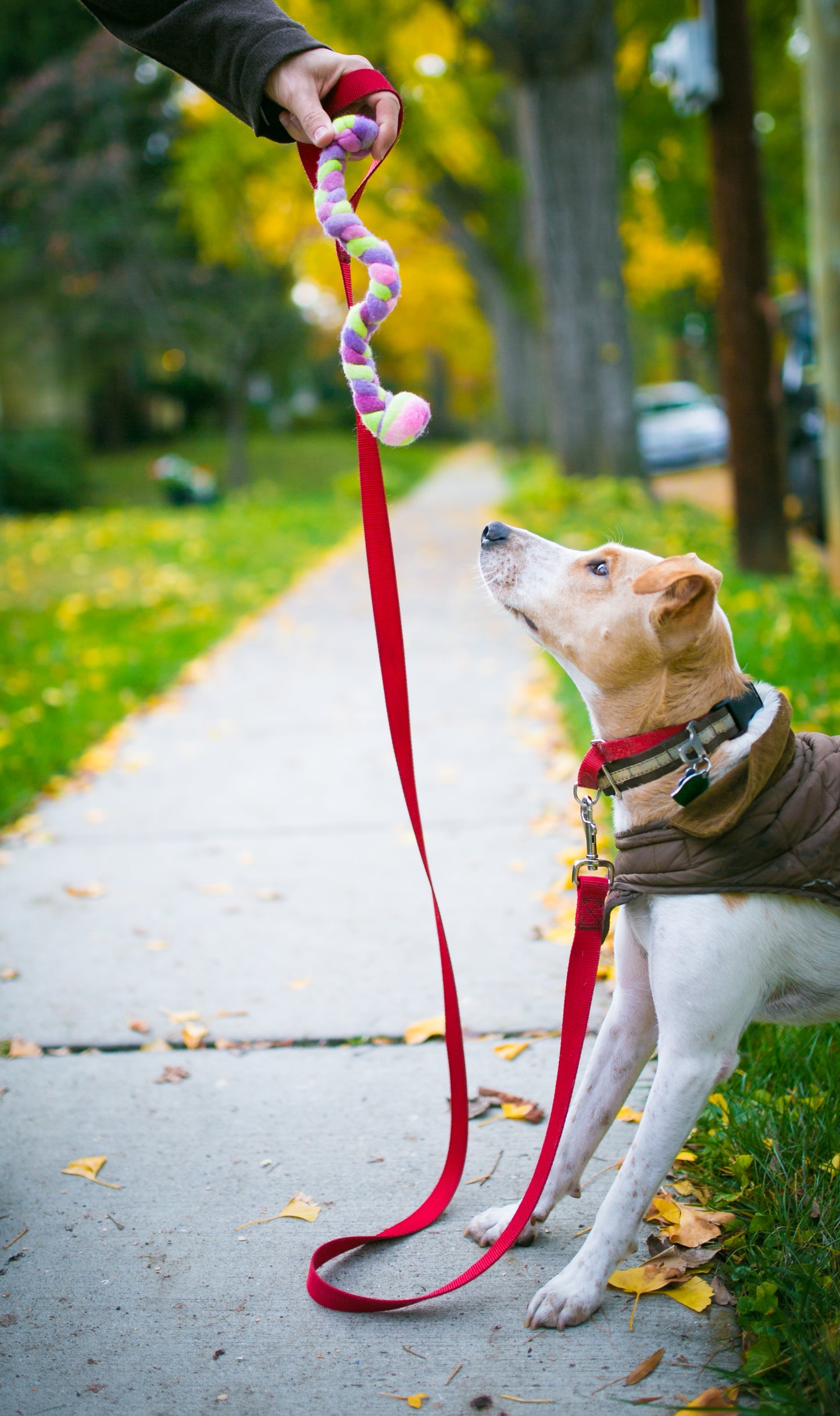 Mini Woolly Tug Felted Dog/Cat Toy in Natural Wool - DYE FREE #M9A