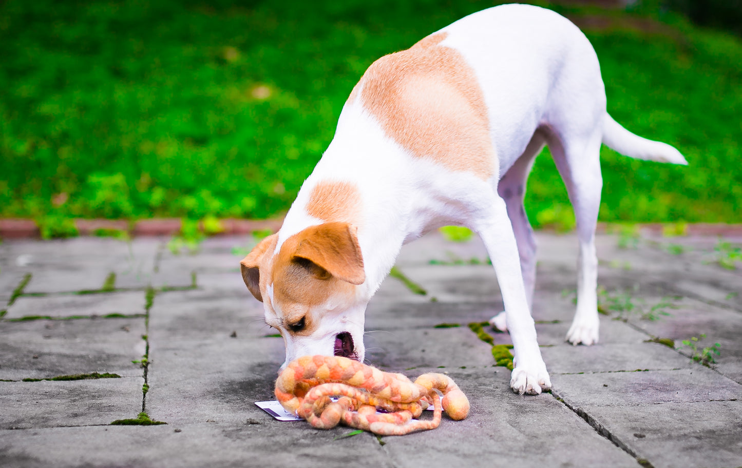 Popular Woolly Tug Felted Dog/Cat Toy in Natural Marled Blue Faced Leicester #B29 DYE FREE