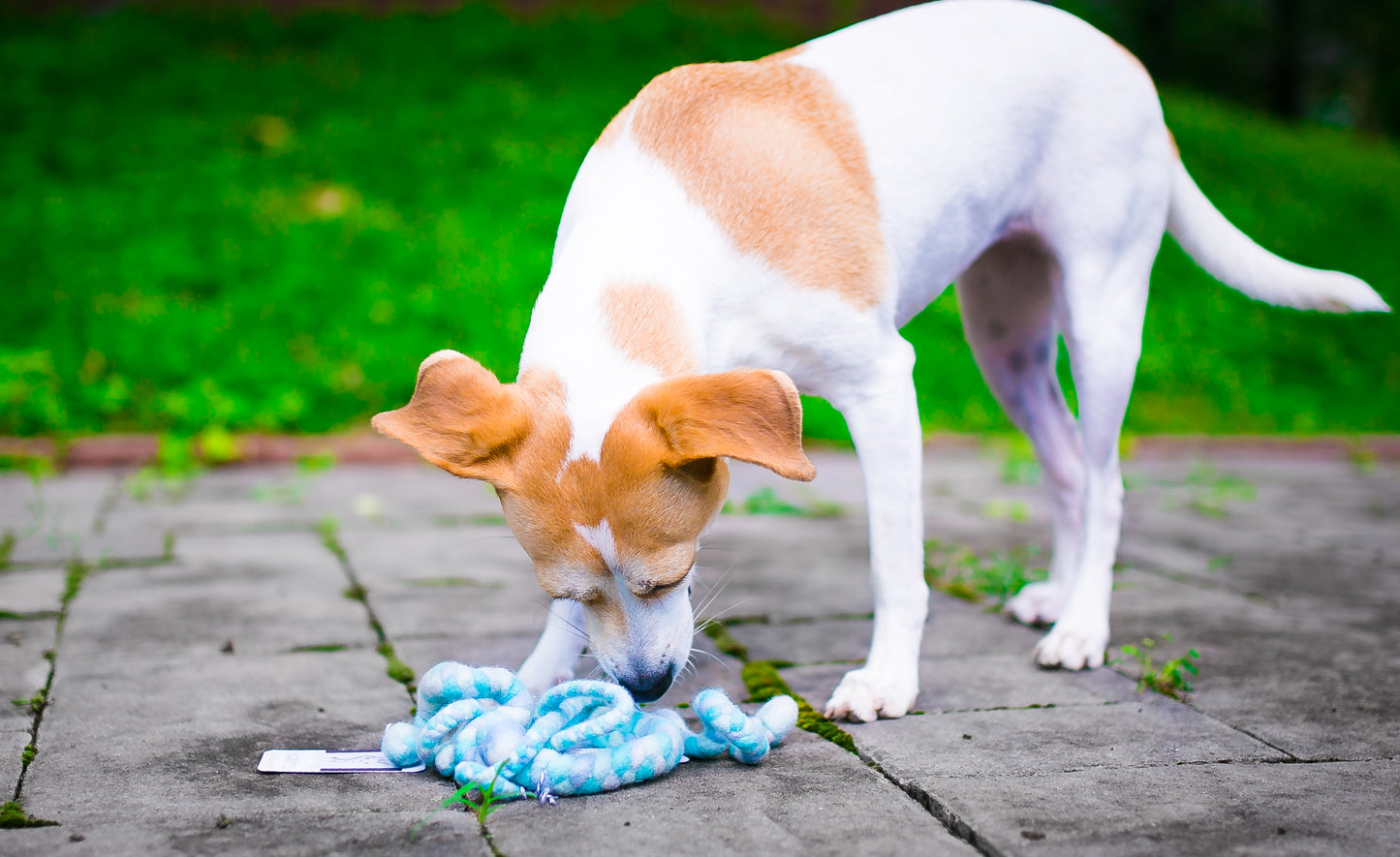 Popular Woolly Tug Felted Dog/Cat Toy in Natural Marled Blue Faced Leicester #B29 DYE FREE