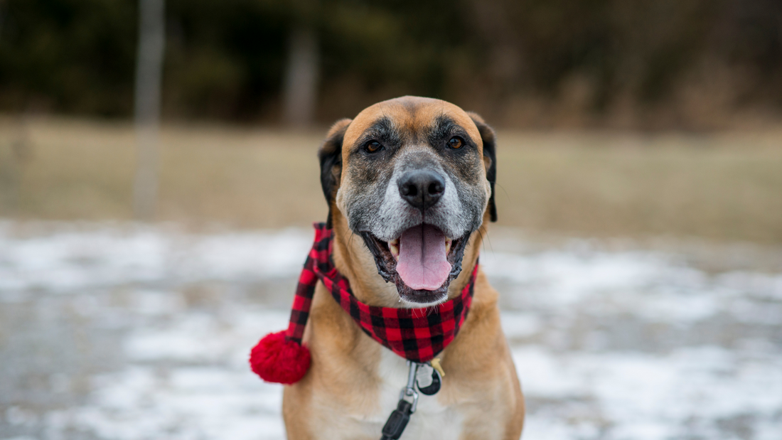 Adopt A Senior Pet Month- Senior Dog outside with a scarf