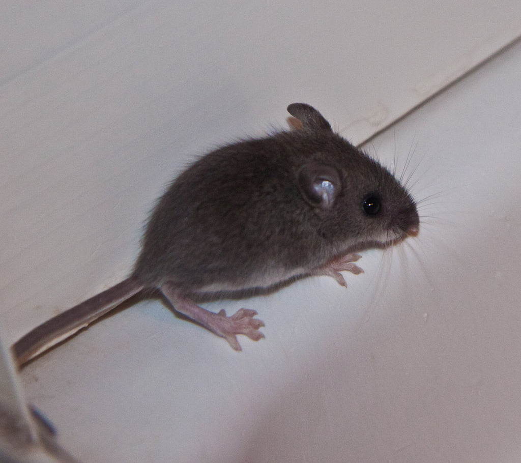 We Finally Have a Mouser in the House!