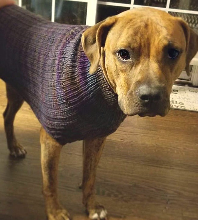 Meet Kalani!