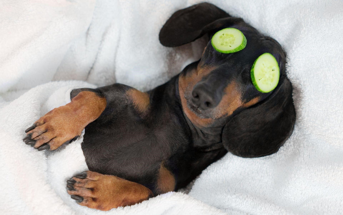 How To Celebrate National Love Your Pet Day