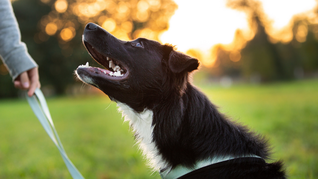  National Pet Memorial Day: Coping with the loss of a pet