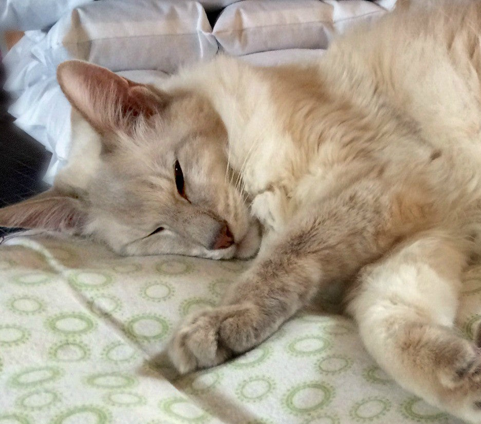 Rest peacefully sweet boy