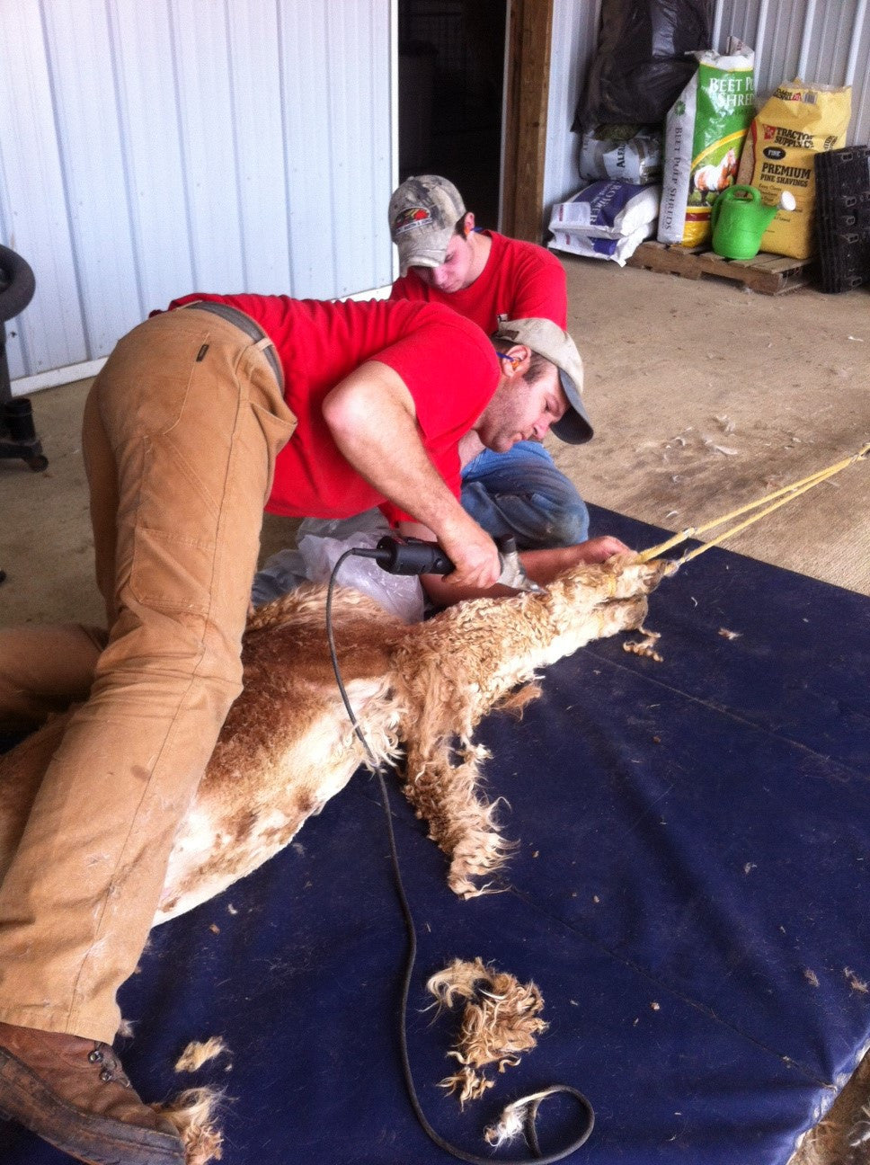 Shearing Season