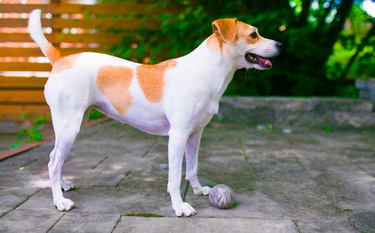 Fetch1.5!  Natural Alpaca Dog Ball in Blue Faced Leicester - DYE FREE