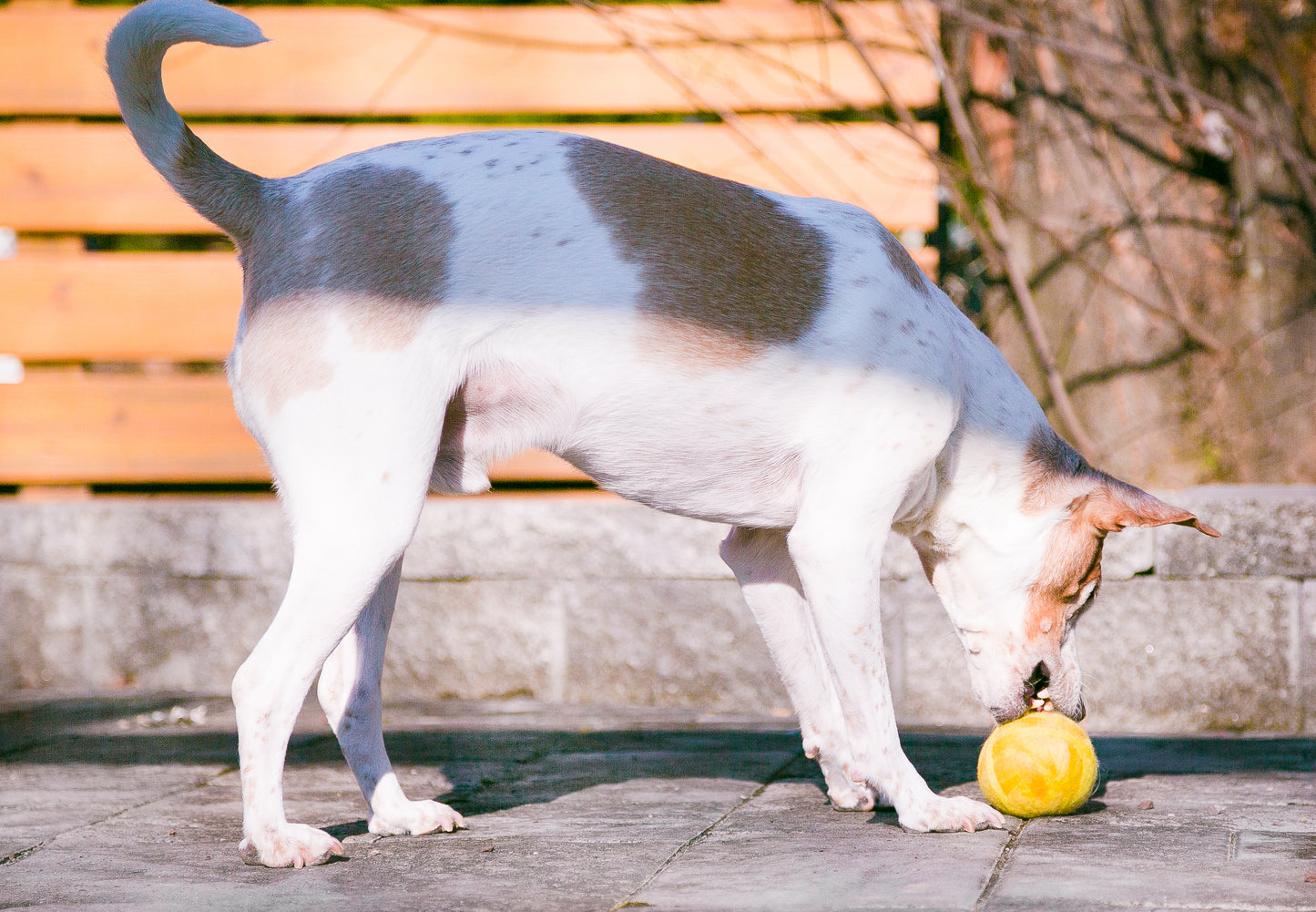 Fetch3.5!  Alpaca Dog Ball in Sunbeam