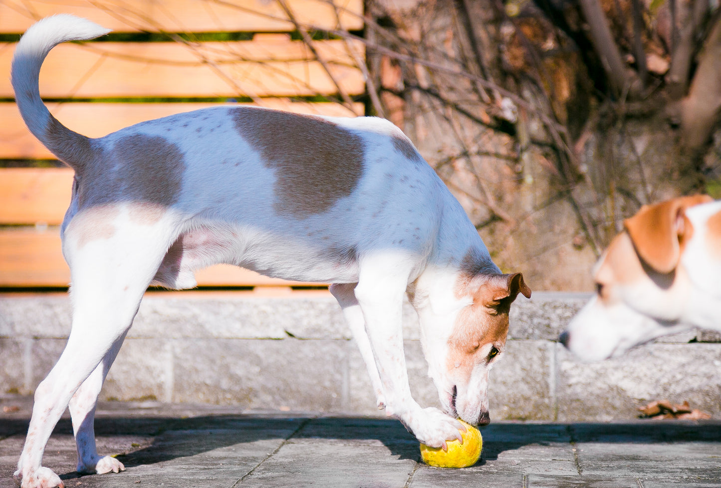 Fetch3.5!  Alpaca Dog Ball in Sunbeam