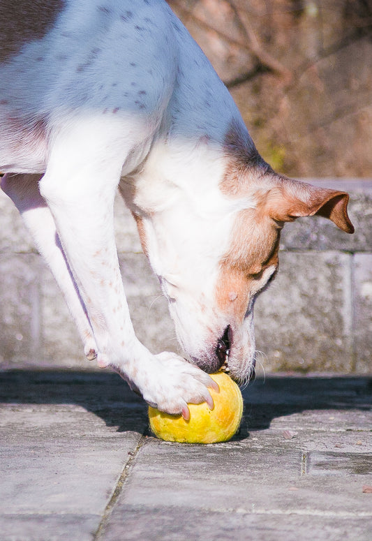 Fetch3.5!  Alpaca Dog Ball in Sunbeam