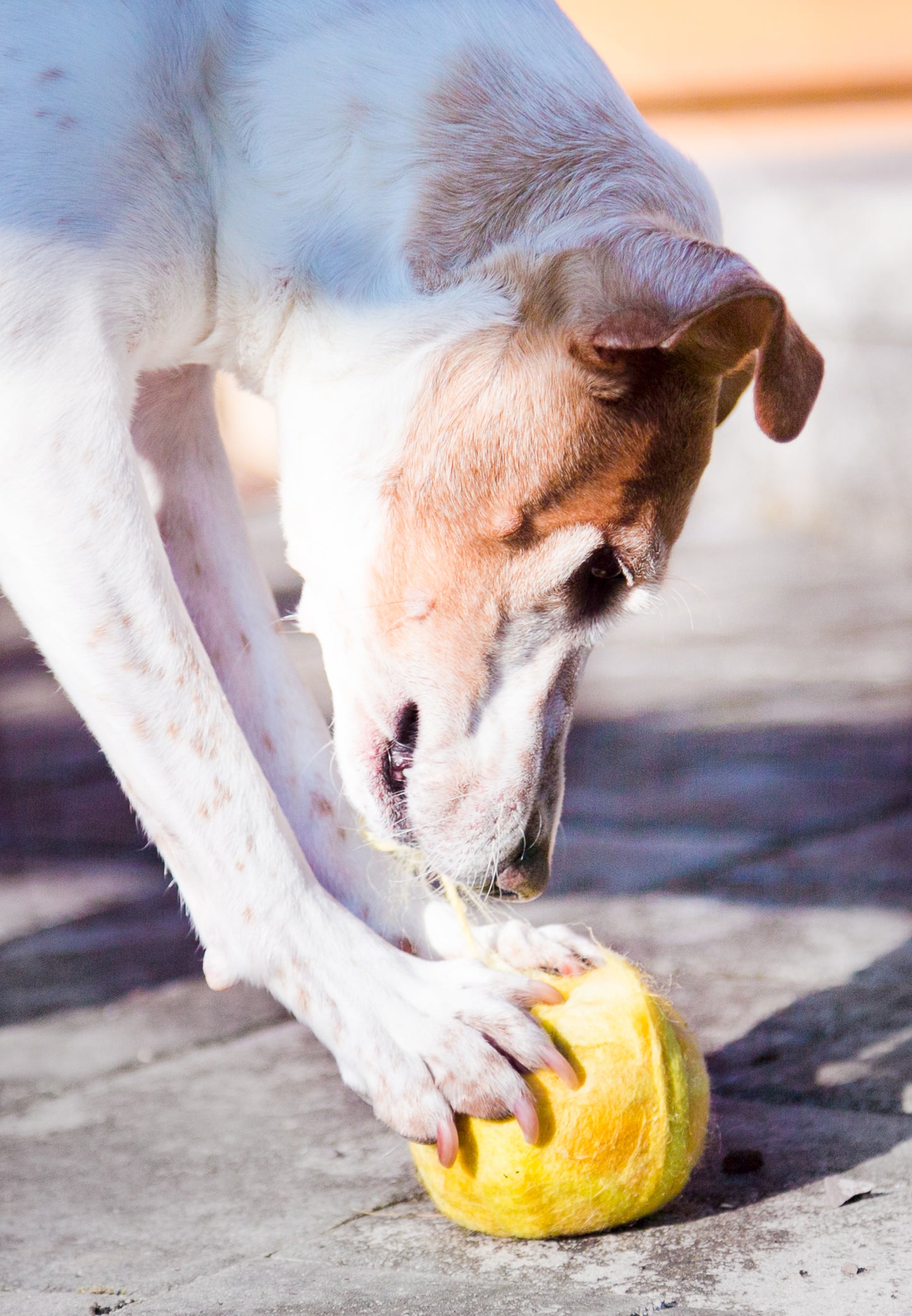 Fetch3.5!  Alpaca Dog Ball in Sunbeam