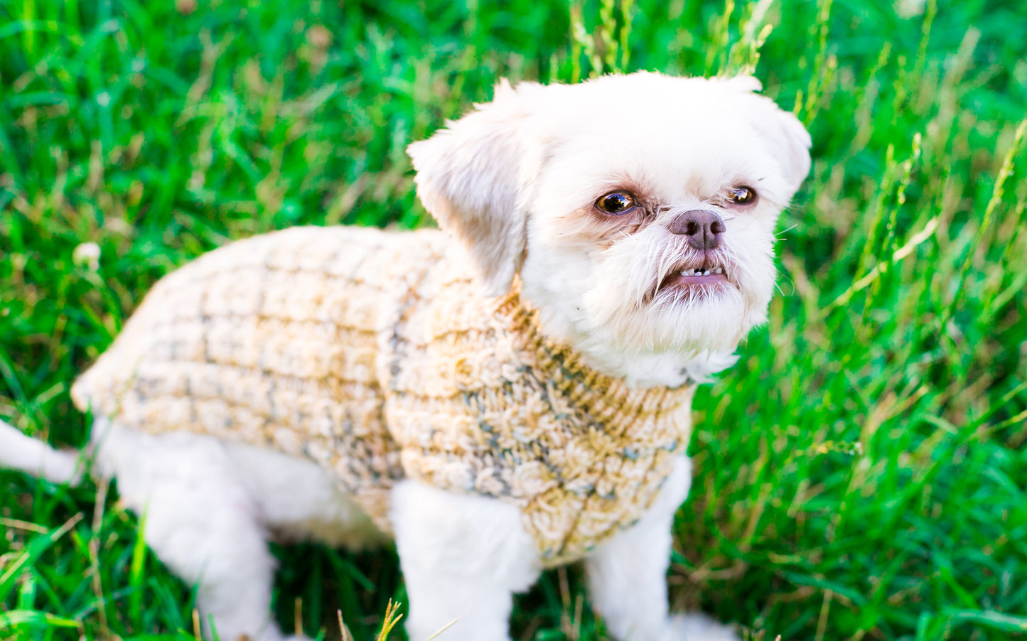 Cat & Dog Pet Sweaters in Monkeyshines - LAST OF THIS COLORWAY!