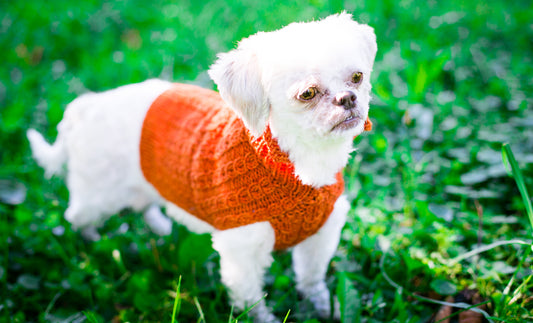 Cat & Dog Pet Sweaters in Pumpkin LAST ONE!