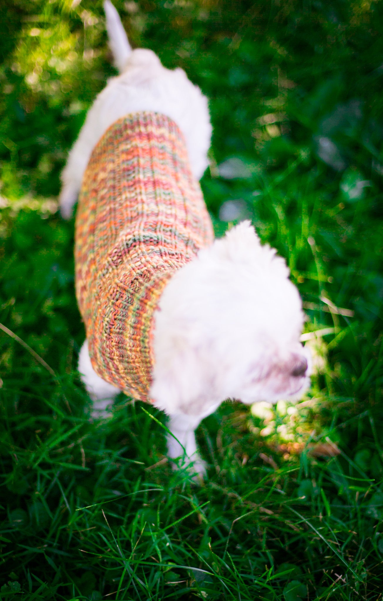 Cat & Dog Pet Sweaters in Glenwood