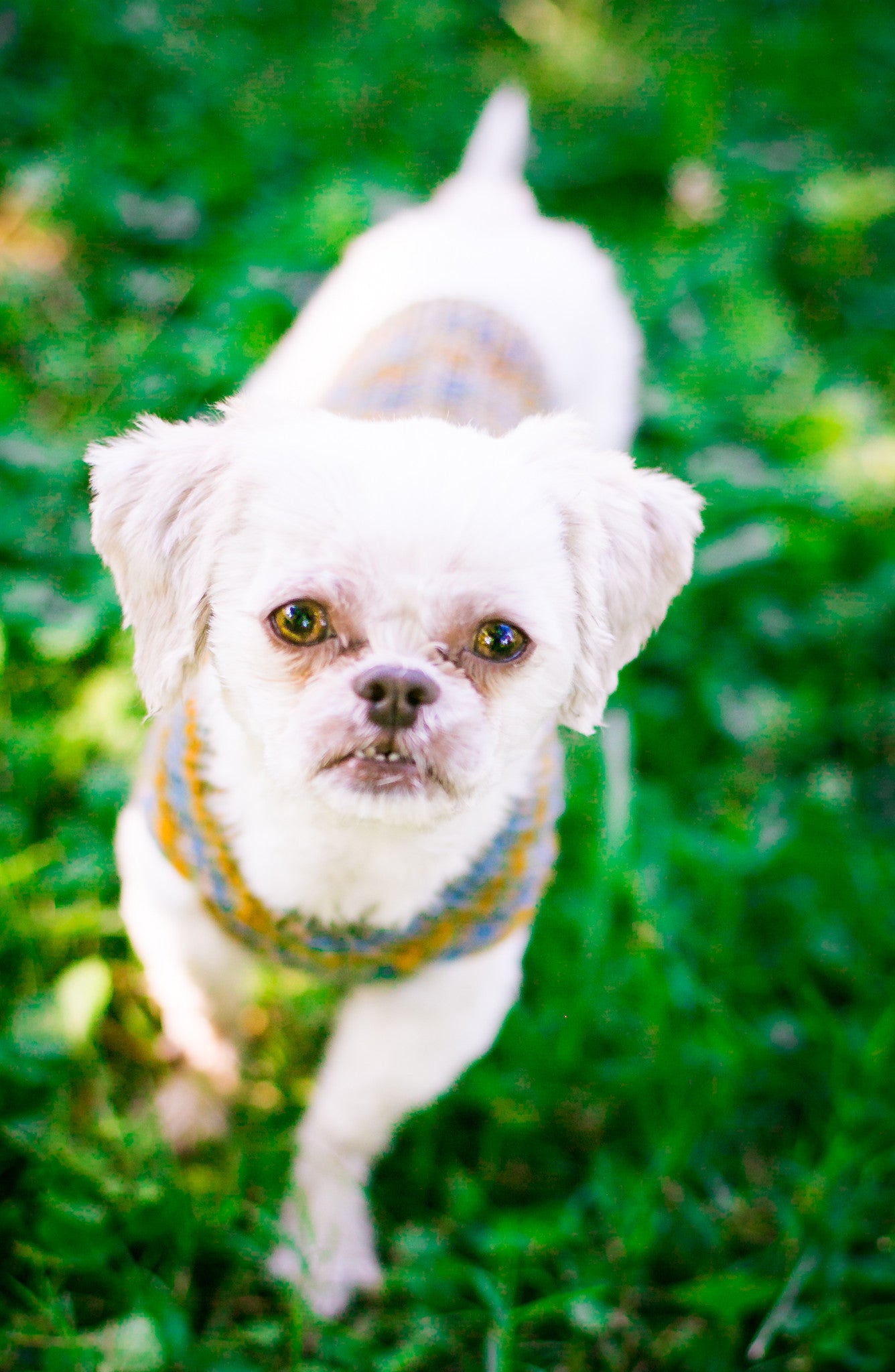 Cat & Dog Pet Sweaters in Lake Bluff - VERY LIMITED QUANTITY AND LAST OF THIS COLORWAY!