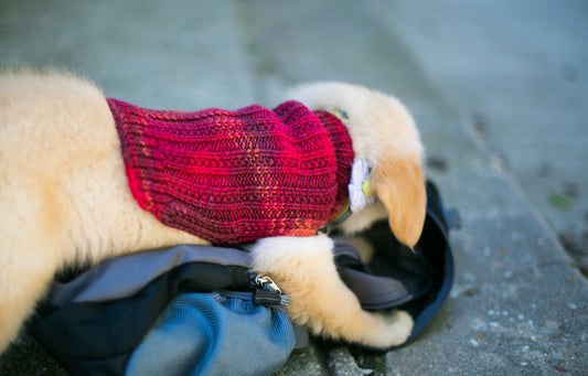 Cat & Dog Pet Sweaters in Red Rover LAST OF THIS COLORWAY!