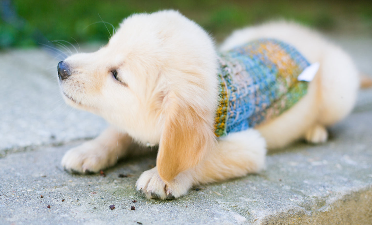 Cat & Dog Pet Sweaters in Lake Bluff - VERY LIMITED QUANTITY AND LAST OF THIS COLORWAY!