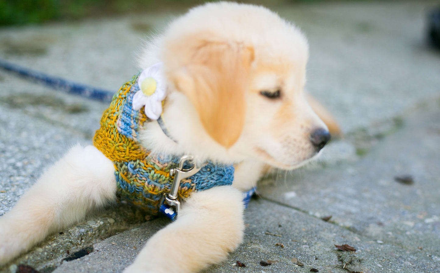 Cat & Dog Pet Sweaters in Lake Bluff - VERY LIMITED QUANTITY AND LAST OF THIS COLORWAY!