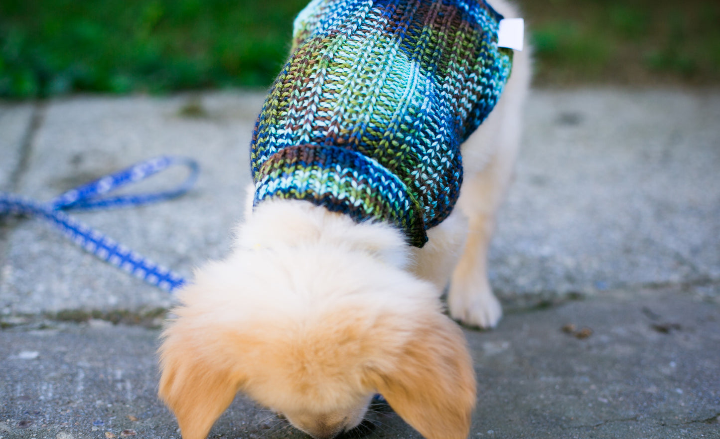 Cat & Dog Pet Sweaters in Edgewater - LAST OF THIS COLORWAY!