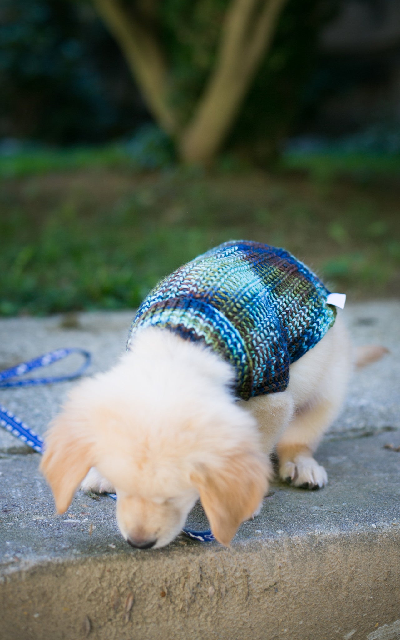 Cat & Dog Pet Sweaters in Edgewater - LAST OF THIS COLORWAY!
