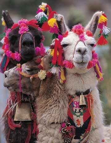 Holiday Decorations Ornaments Llamas in Traditional Dress