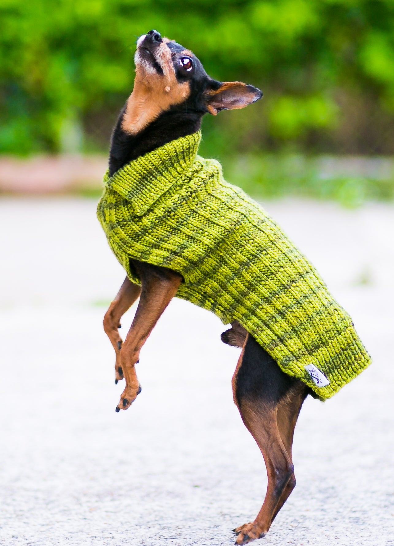 Cat & Dog Pet Sweaters in Ascot