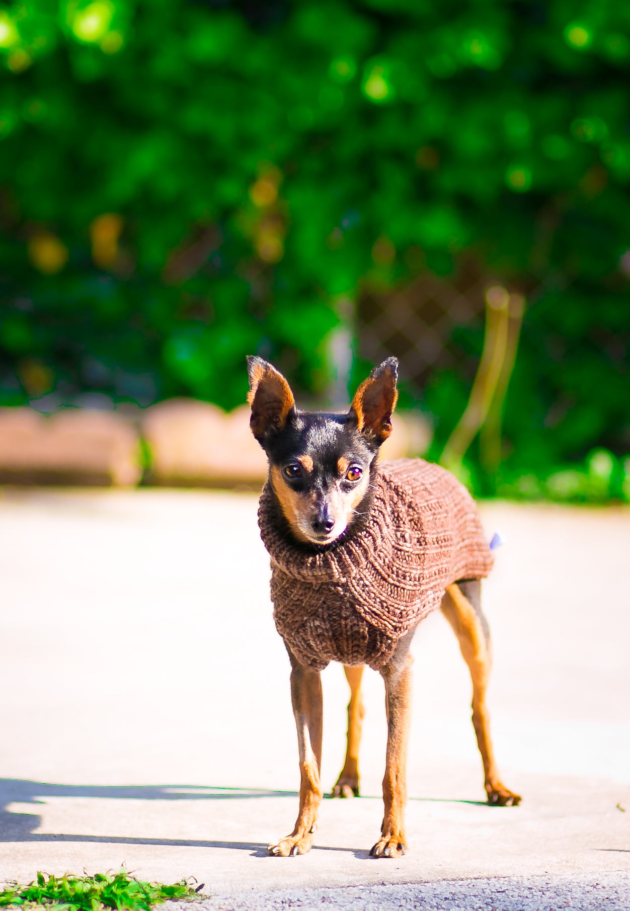 Cat & Dog Pet Sweaters in Mineshaft - LAST OF THIS COLORWAY!
