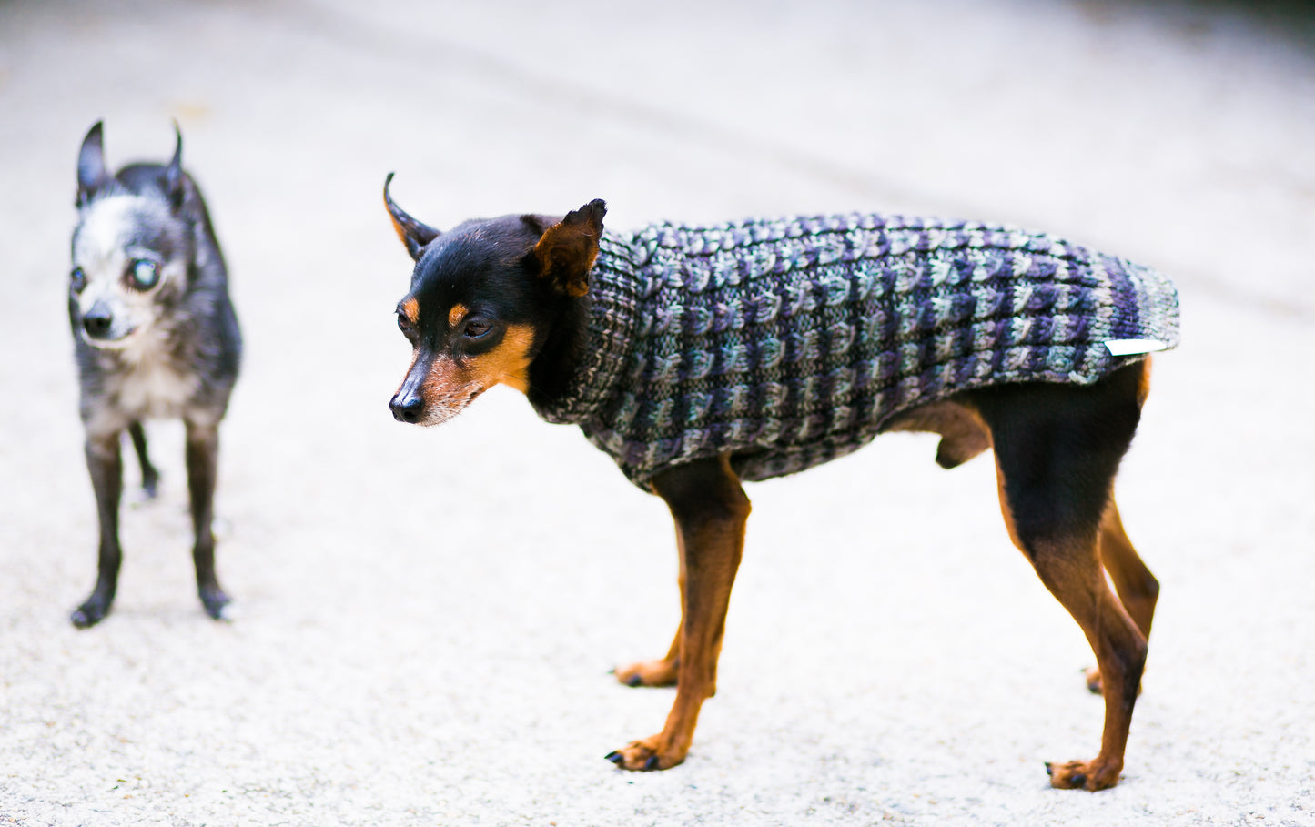 Cat & Dog Pet Sweaters in Pullman - LAST OF THIS COLORWAY!