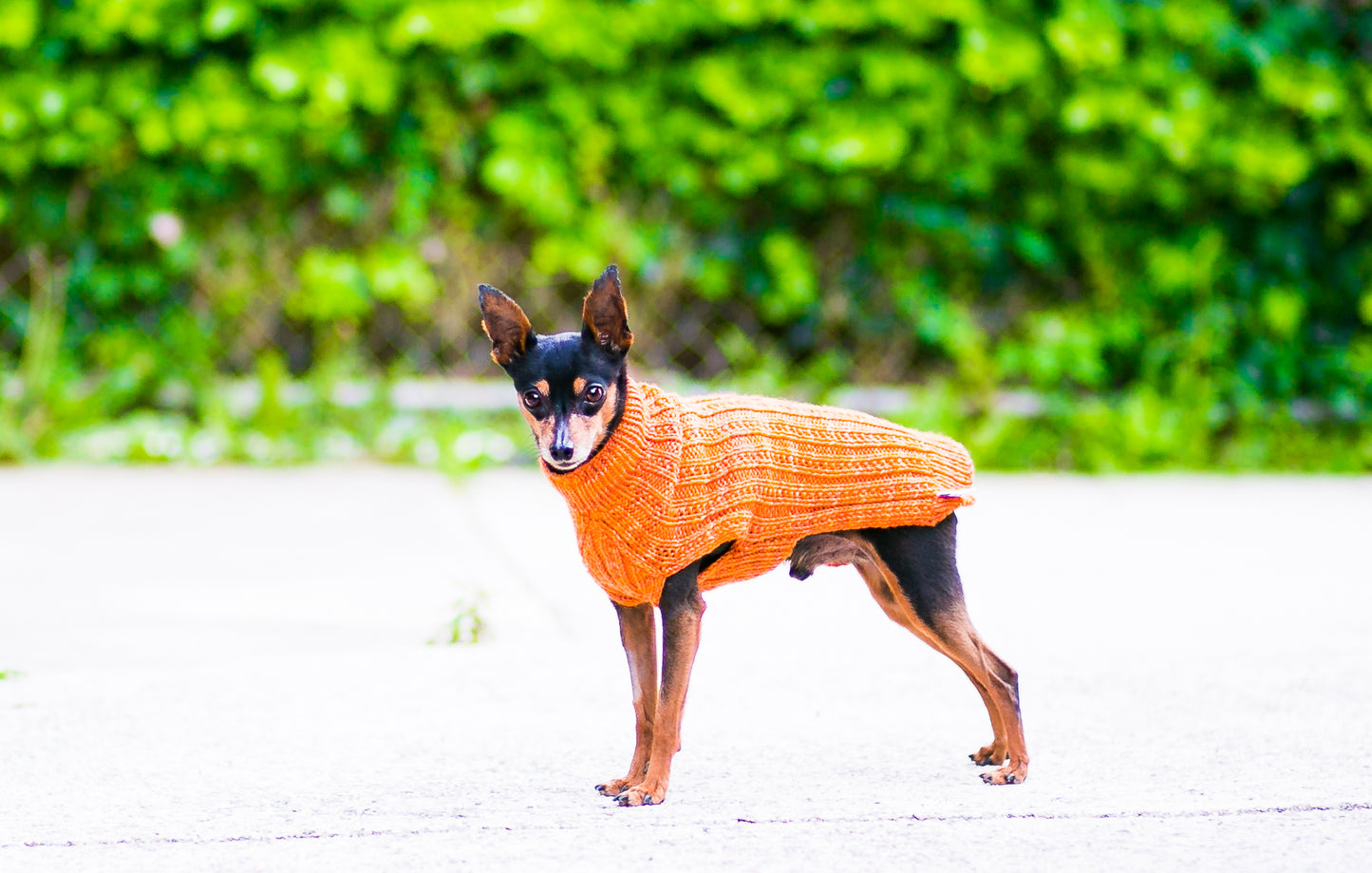 Cat & Dog Pet Sweaters in Satsuma - LAST OF THIS COLORWAY!