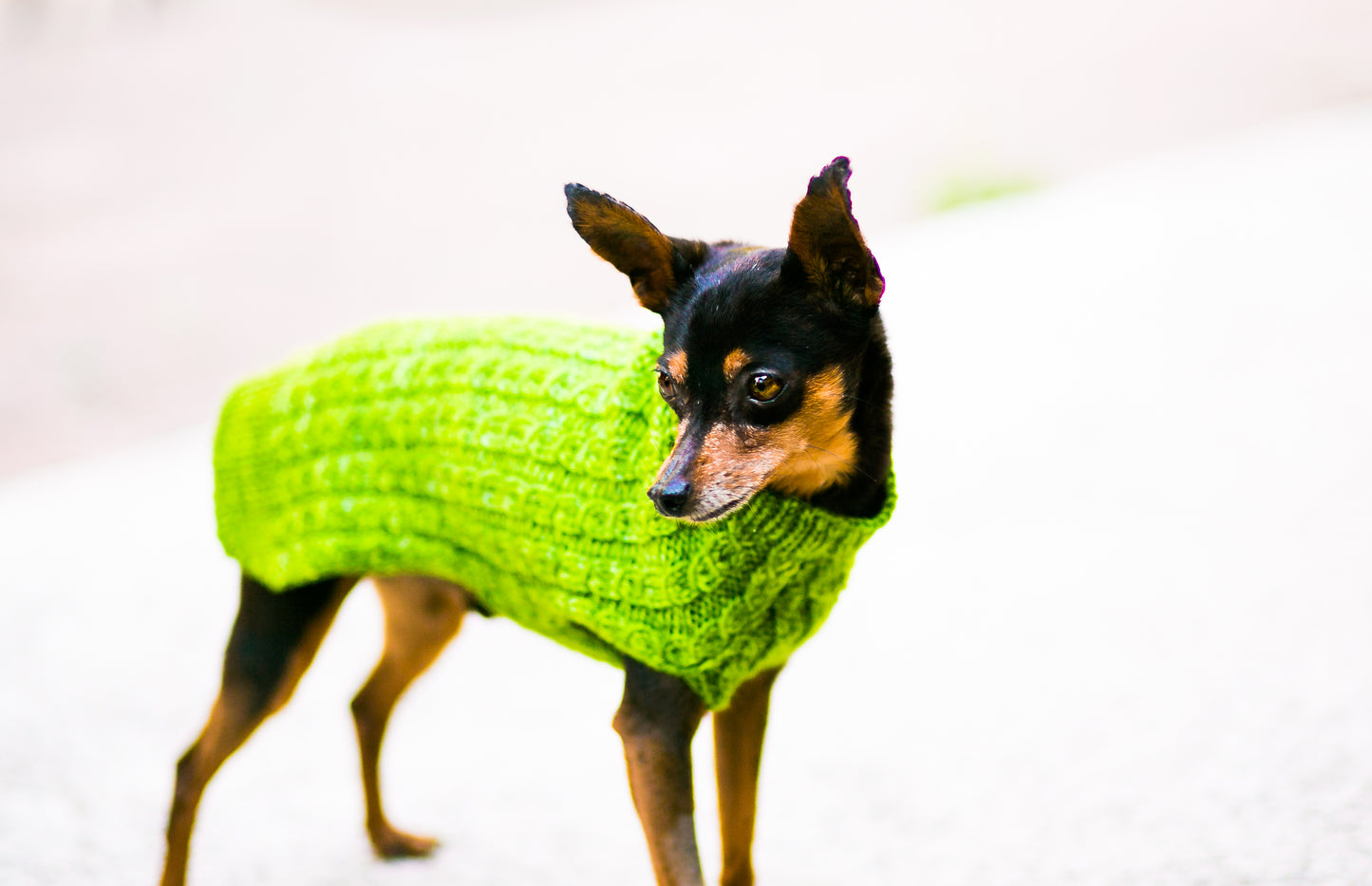 Cat & Dog Pet Sweaters in Basil LIMITED QUANTITY