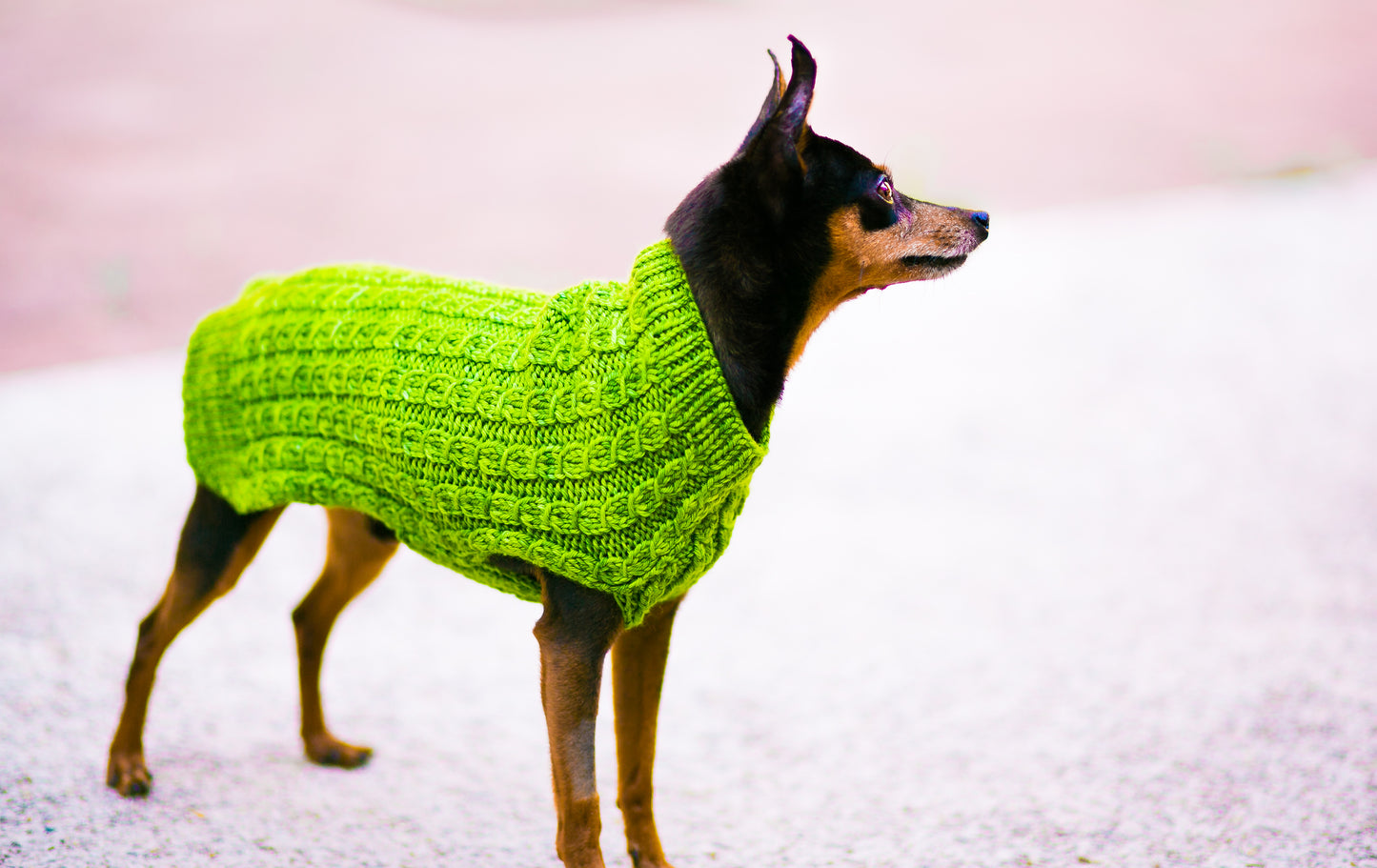 Cat & Dog Pet Sweaters in Basil LIMITED QUANTITY