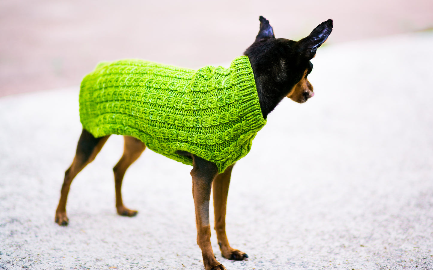 Cat & Dog Pet Sweaters in Basil LIMITED QUANTITY