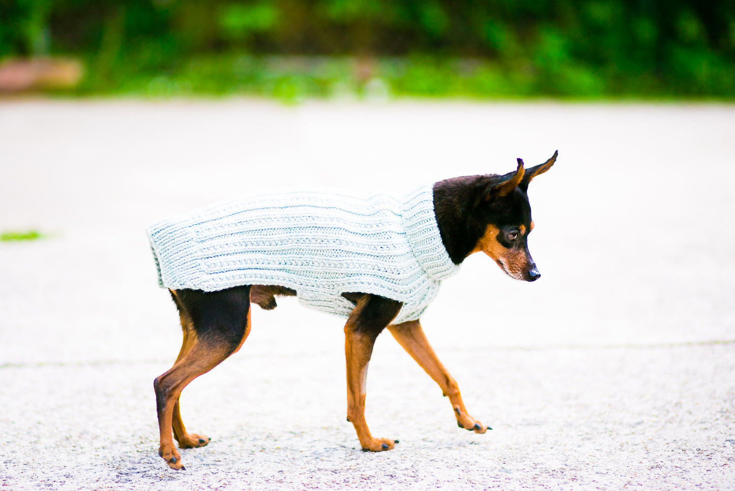 Cat & Dog Pet Sweaters in Jasmine