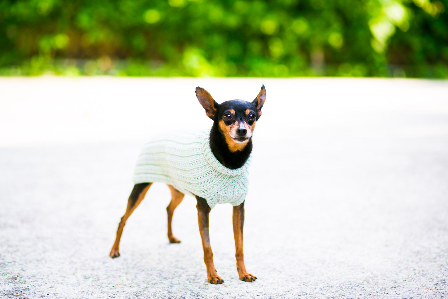Cat & Dog Pet Sweaters in Jasmine