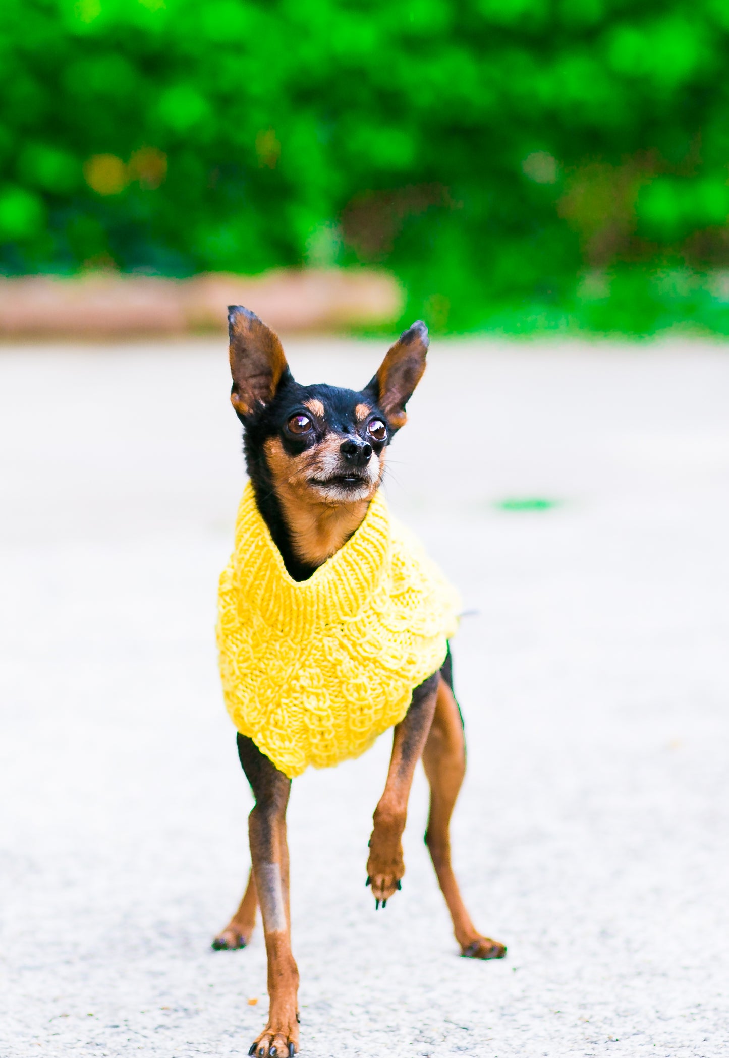 Cat & Dog Pet Sweaters in Lemon Curd