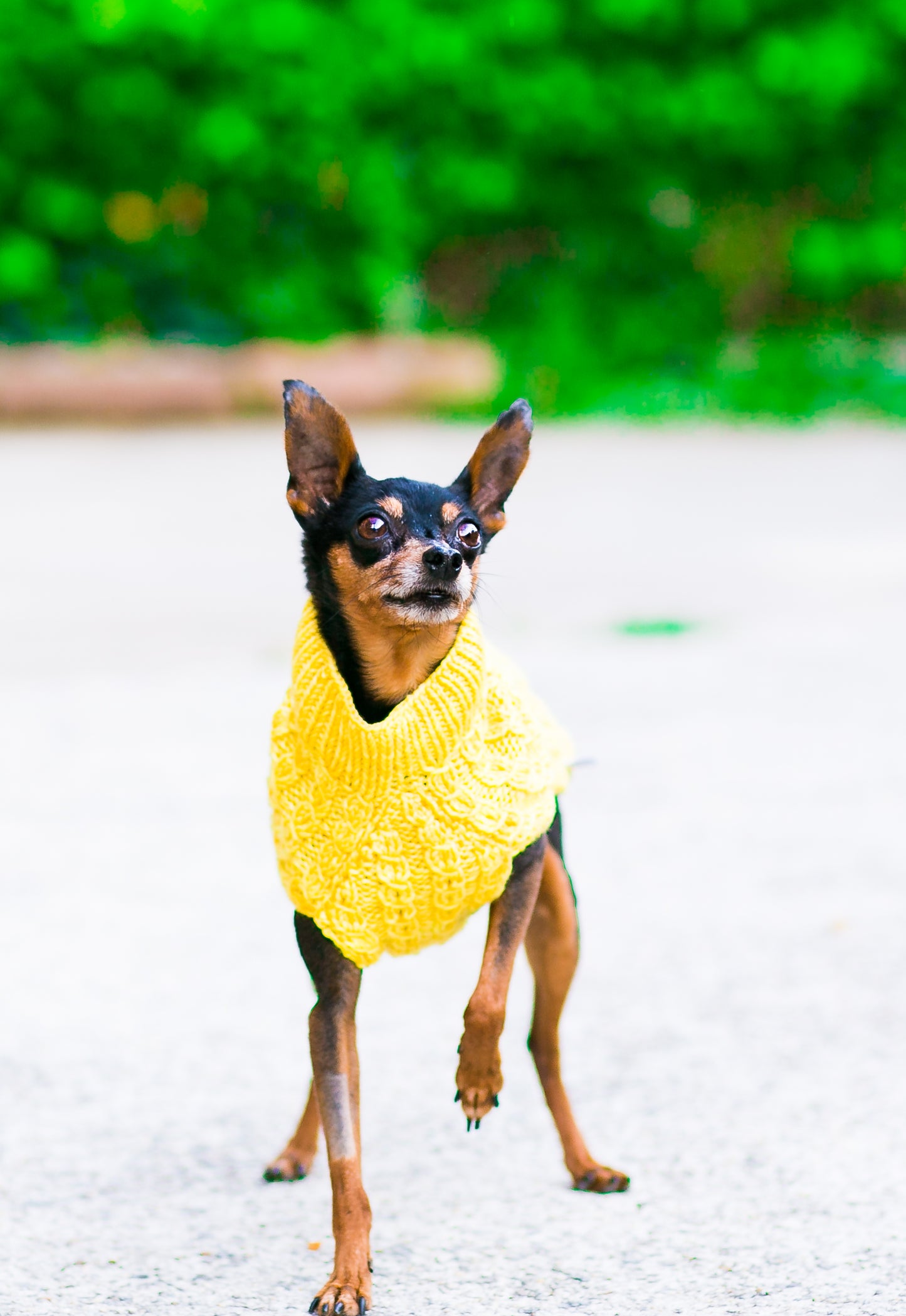 Cat & Dog Pet Sweaters in Lemon Curd