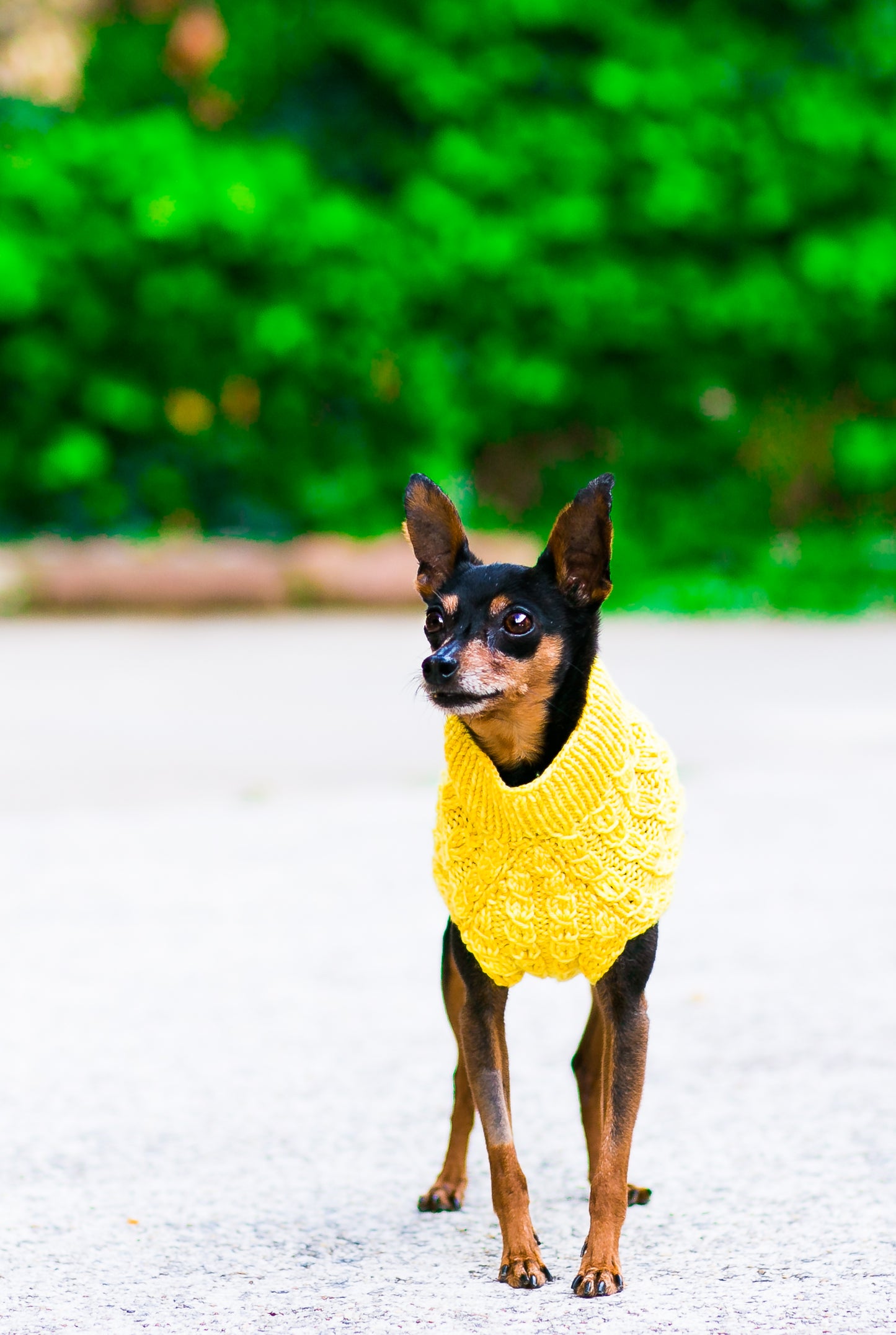 Cat & Dog Pet Sweaters in Lemon Curd