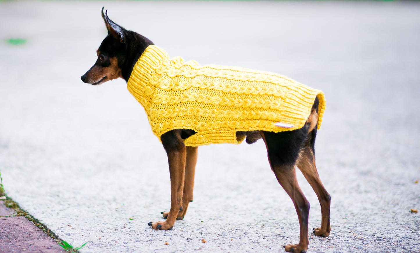 Cat & Dog Pet Sweaters in Lemon Curd