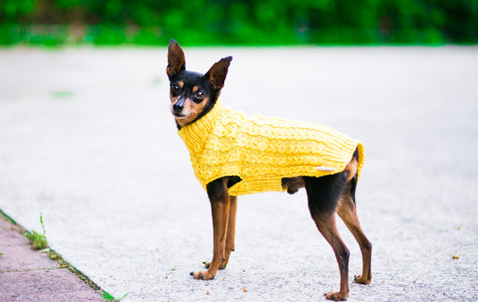 Cat & Dog Pet Sweaters in Lemon Curd