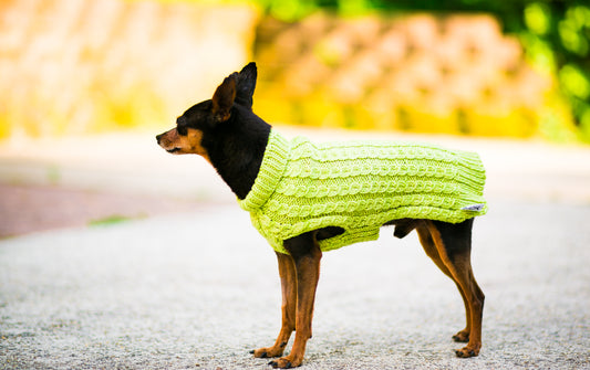 Cat & Dog Pet Sweaters in Melon