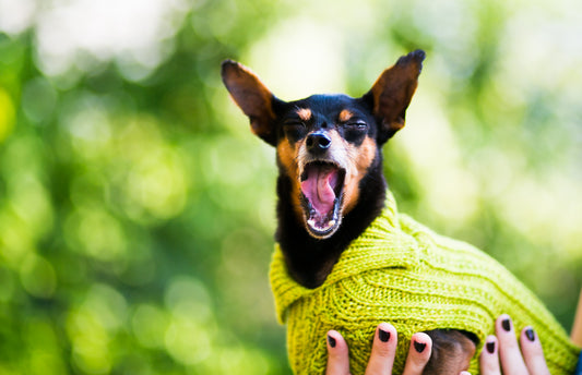 Cat & Dog Pet Sweaters in Pistachio