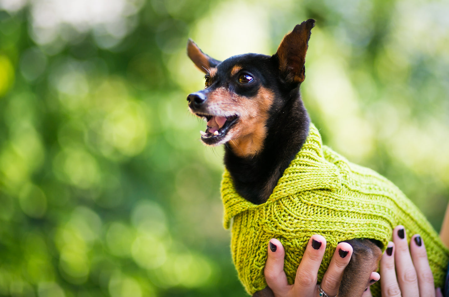 Cat & Dog Pet Sweaters in Pistachio