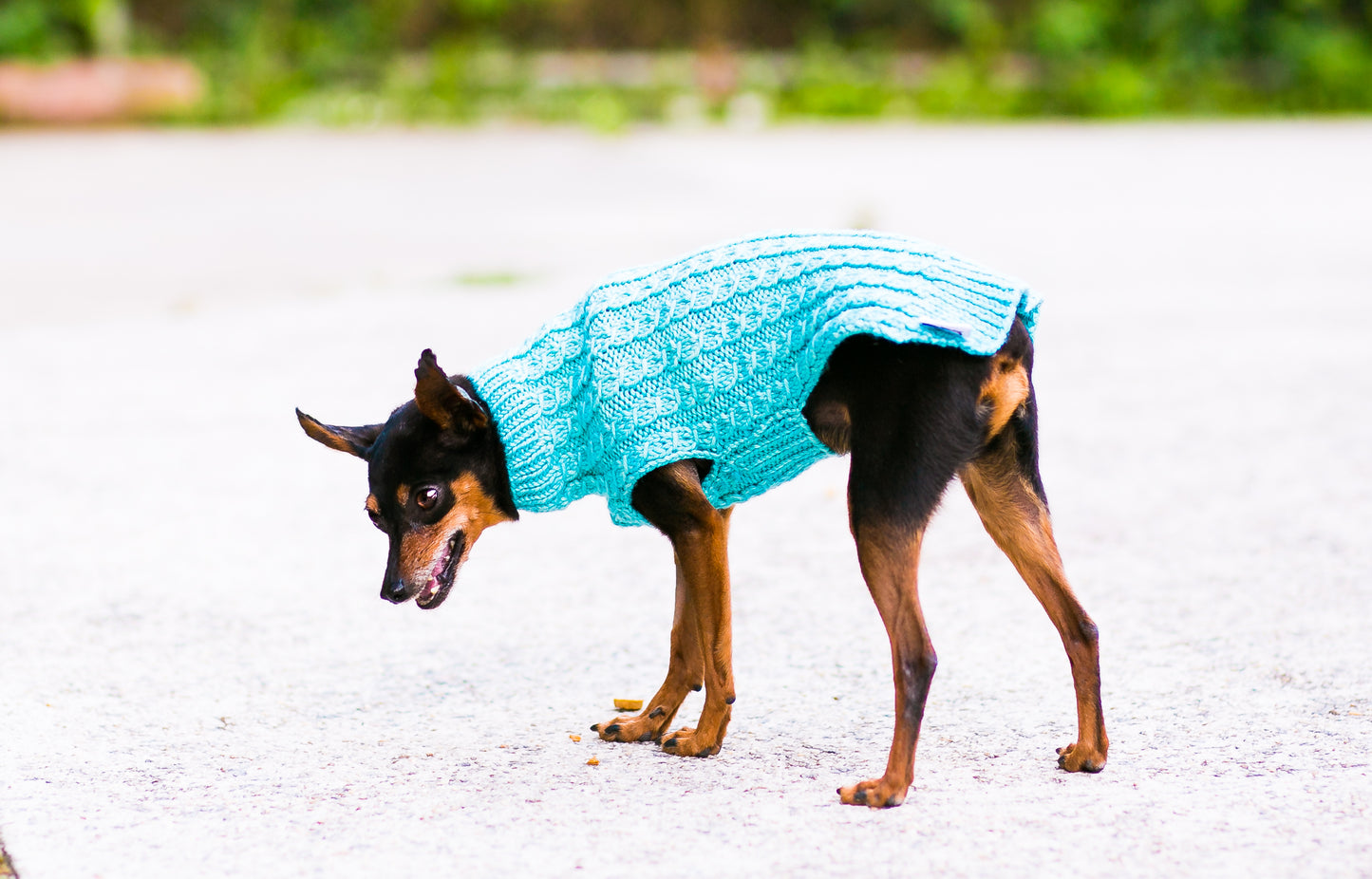Cat & Dog Pet Sweaters in West Wind